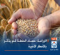الزراعة: حصاد الحنطة لم يتأثر بالأمطار الأخيرة