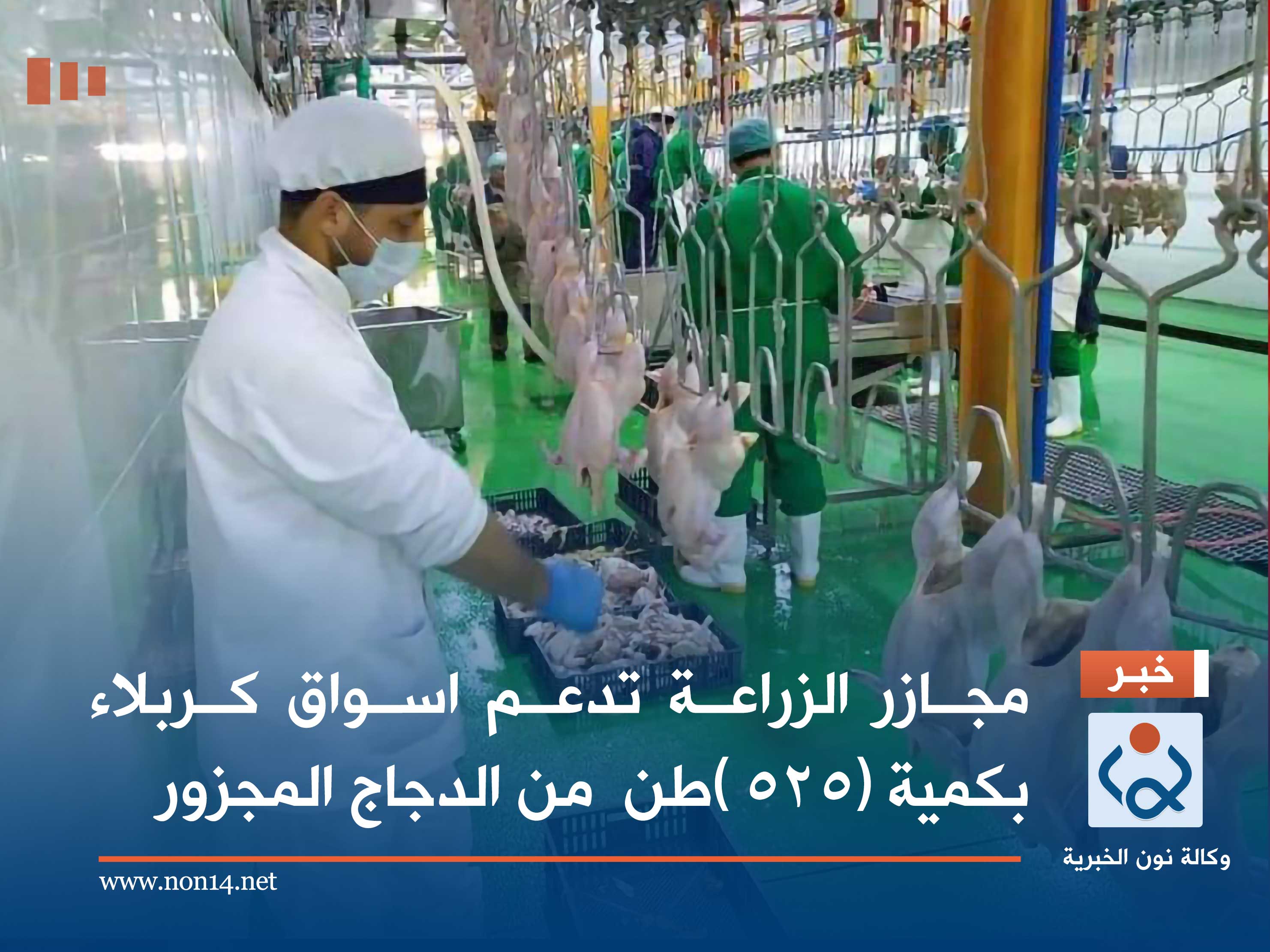 مجازر الزراعة تدعم اسواق كربلاء بكمية (٥٢٥ )طن  من الدجاج المجزور