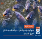 بعد شح المياه.. ردم البحيرات يخفض 80 بالمئة من انتاج العراق للأسماك