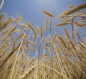 ينذر بـ"مجاعة عالمية".. القمح الأوكراني محاصر والعالم يبحث عن طرق بديلة