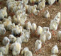 إيران تعتزم تصدير 5 آلاف طن من الدجاج إلى العراق في الأيام المقبلة