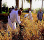 كربلاء تشهد حملة حصاد يدوي لمحصول الحنطة بمشاركة الحكومة المحلية والجمعيات الفلاحية