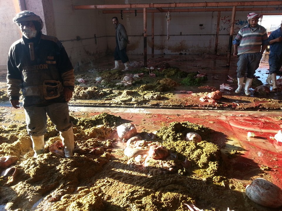 بالصور: عمال مجزرة كربلاء يضربون عن العمل ونفايات الجزر تهدد صحة الكربلائيين