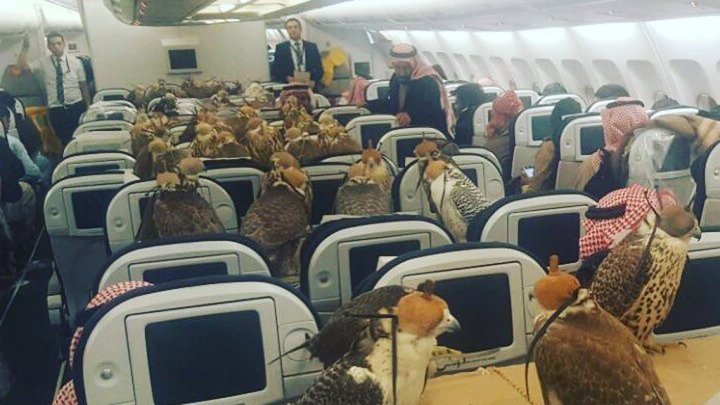 بالصور:أمير سعودي يشتري بطاقة طائرة خاصة لكل واحد من صقوره الـ80 !