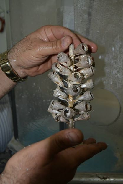 بالصور :العتبة الحسينية تستحدث وحدة لتصنيع الخواتم الفضيه