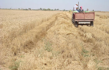 تسويق اكثر من 250 ألف طن من محصول الحنطة بصلاح الدين