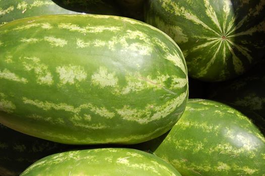 مزارع يبيع اكبر "رقية" بناحية العظيم تزن 20كغم لمغترب عراقي