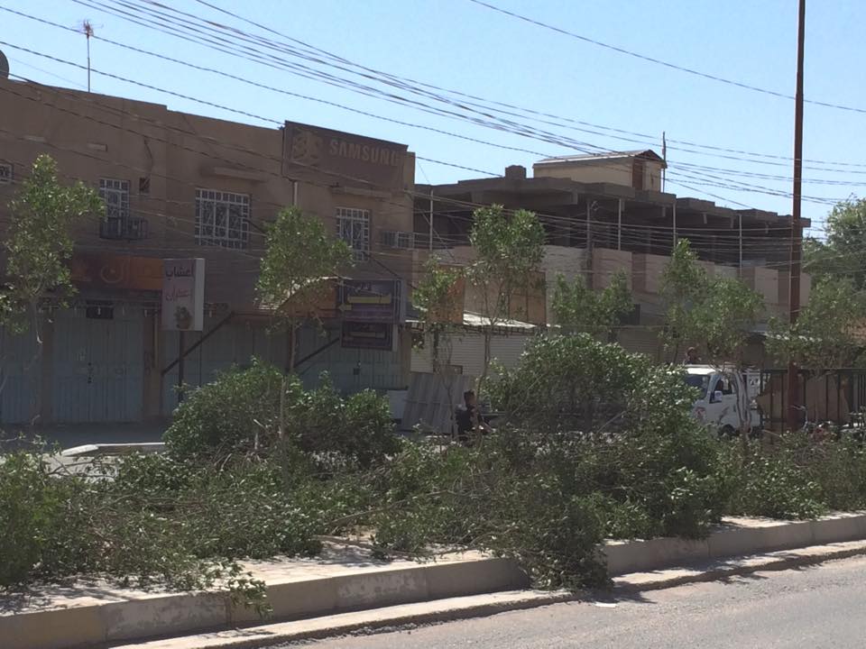 بالصور:حملة مستغربة لقطع اشجار الجزرات الوسطية في كربلاء حي المعلمين