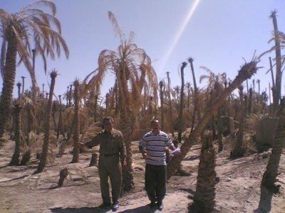 قضاء بدره في محافظة واسط :انهيار و نزوح  سكاني وموت اشجار وخضرة بسبب الجفاف (مصور)