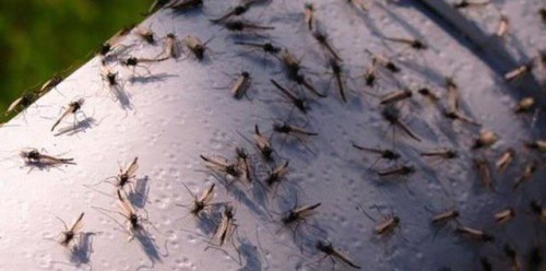 بالصور .. الصين تنتج مليون بعوضة أسبوعيا لمكافحة الامراض !