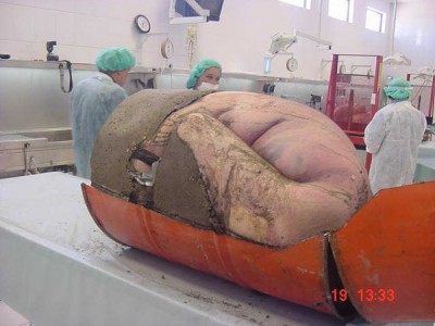 بالصور .. قتل أبوه ووضعه فى برميل وصب عليه الأسمنت