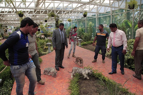 حديقة حيوان متنزه الزوراء تشهد ولادة نمور نادرة +صورة