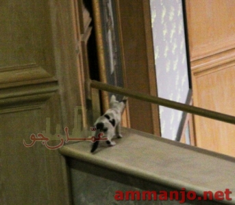 بالصور .. قط يقتحم مجلس النواب الاردني