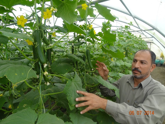 زراعة كربلاء تعد خطة لزراعة 16 الف دونم بمحصول الذرة الصفراء