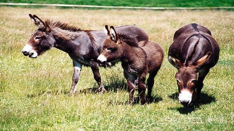 الصين تشتري كل حمير العالم...فما السبب؟!!