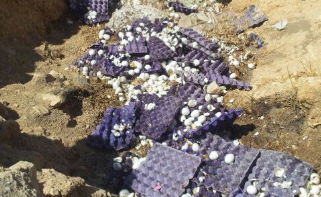 ضبط اكبر شحنة بيض فاسد بديالى قادمة من كردستان