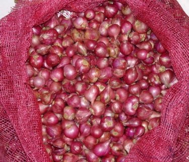 زراعة كربلاء تنفذ تجارب علمية باستخدام جهاز الماء الممغنط على محصول البصل في المحافظة