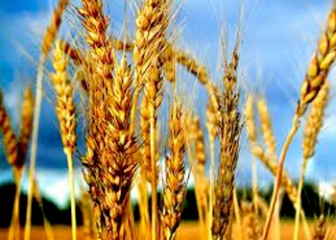 محافظ واسط : تسويق اكثر من 100 ألف طن من الحنطة  للمخازن في واسط