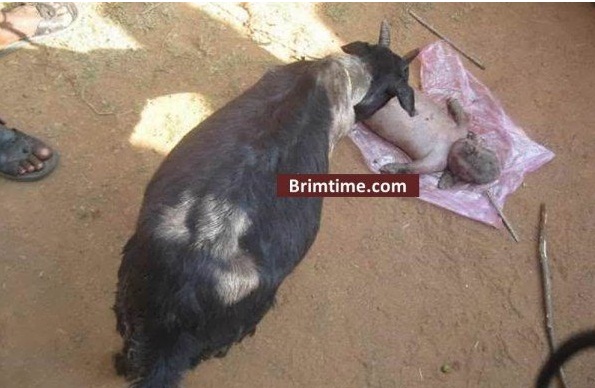 بالصور .. عنزة تلد انسان وتسبب الذعر بين الأهالي