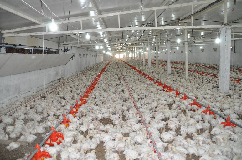 وزارة الزراعة:اكثرمن اربعة ملايين دجاجة وزعت في كربلاء عام2015