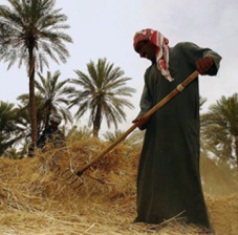 البدء بترويج معاملات الفلاحين لتجديد إجازات المضخات الزراعية لتزويدهم بمادة الكاز في كربلاء