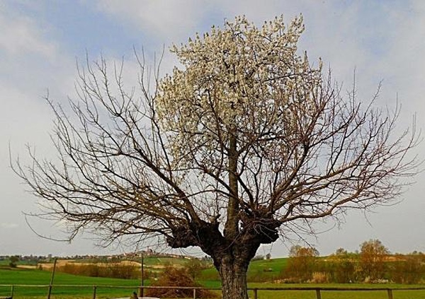 بالصور| نمو شجرتين فوق بعضهما في إيطاليا