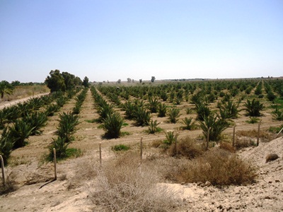 زراعة البصرة تقوم بإنشاء اربع محطات للنخيل لتعويض النقص الحاصل في اعداد النخيل