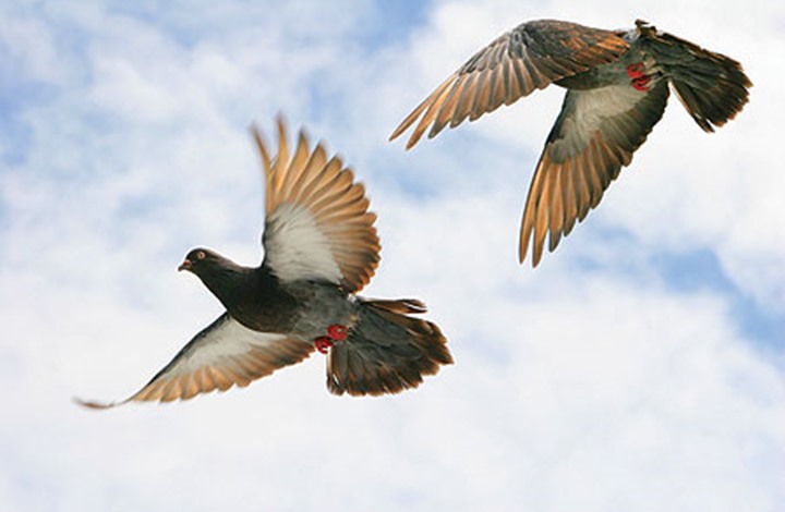 إلقاء القبض على حمامة بالجرم المشهود بتهمة التهريب (صورة)