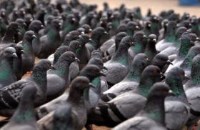 بلدية بريطانية تخطط لإعدام طيور الحمام بسبب أضرار روثها