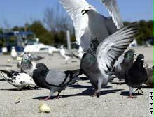 نيويورك قد تحارب أسراب الحمام في المدينة بتغريم مطعميها