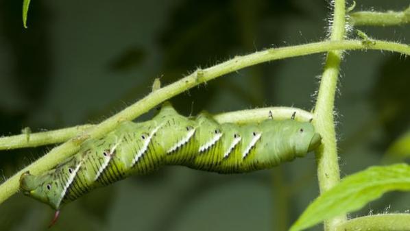 دودة"تدخن" بشراهة لإبعاد المفترسين