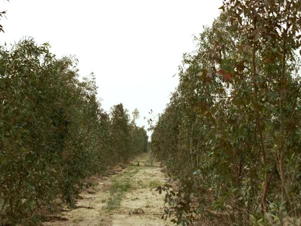 زراعة كربلاء تنجز مشروع غابات الرزازة