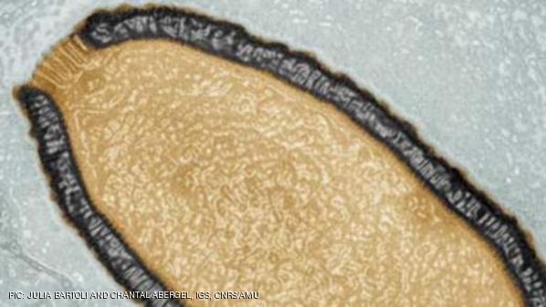 فيروس يستيقظ من سباته بعد 30 ألف سنة