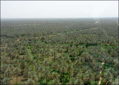 حملة في كربلاء لمكافحة اكثر من مليوني نخلة من حشرتي الدوباس والحميرة