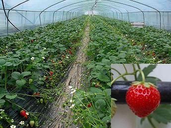 تنامي زراعة "الفروالة" في ديالى