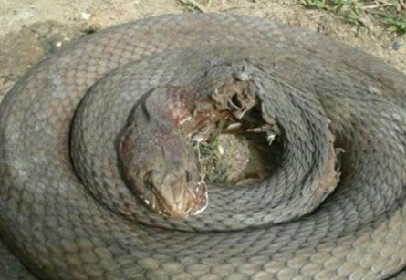 بالصورة :مقتل اكبر افعى معمرة في لبنان