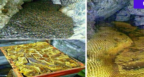 صور..اكتشاف أنهار من عسل مصفى في جبل باليمن