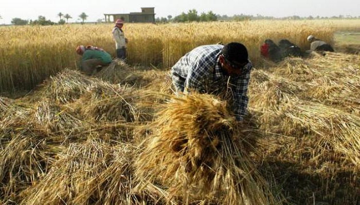 حقول الحنطة في كربلاء المقدسة تشهد زيادة في كمية الإنتاج