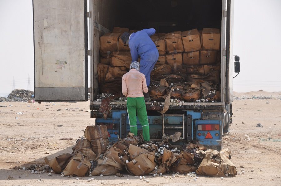 صحة كربلاء تتلف 200 طن من مادة البيض مجهولة المنشأ وغير مطابقة لتعليمات الرقابة الصحية(مصور)