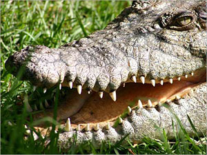 انقاذ شابة من بين فكي تمساح في أستراليا!!