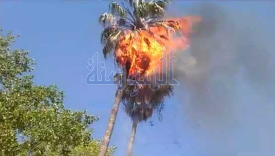 حريق يلتهم نخلة  عمرها  اكثر من 50 عاما