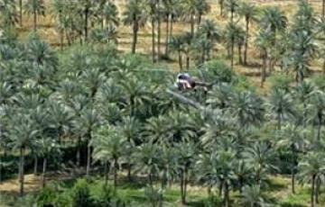 نائب عراقي :الزراعة تعيد رش البساتين الكربلائية بمبيدات ضد حشرتي الدوباس والحميرة