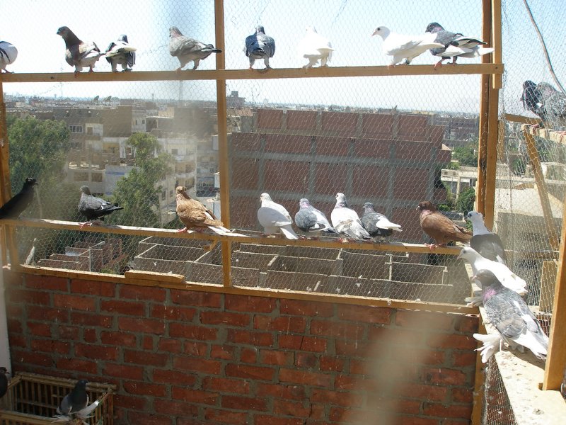 بيان جديد لداعش: ممنوع تريبة الطيور فوق أسطح المنازل