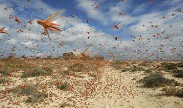 دول عربية مهددة بأسراب مدمرة من الجراد
