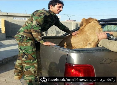 بالصور:أحد أبطال الحشد الشعبي يهدي العوائل البغدادية أسداً بمناسبة عيد الجيش !!