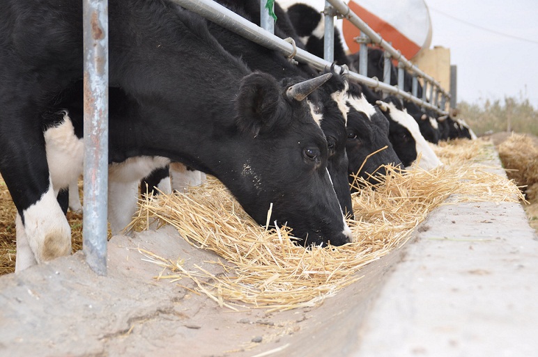 افتتاح محطة ابقار الديوانية بعد توقفها لفتره طويلة