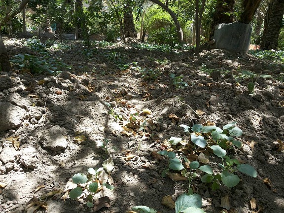 شاهد بالصور :الاعدام الجماعي لبساتين مركز كربلاء وتخوفات من حسابات تجارية سياسية وراء عدم ايصال الماء اليها