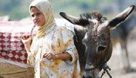 «حمار» يتقاضى راتبًا شهريًا ويتمتع بالعطل الاسبوعية