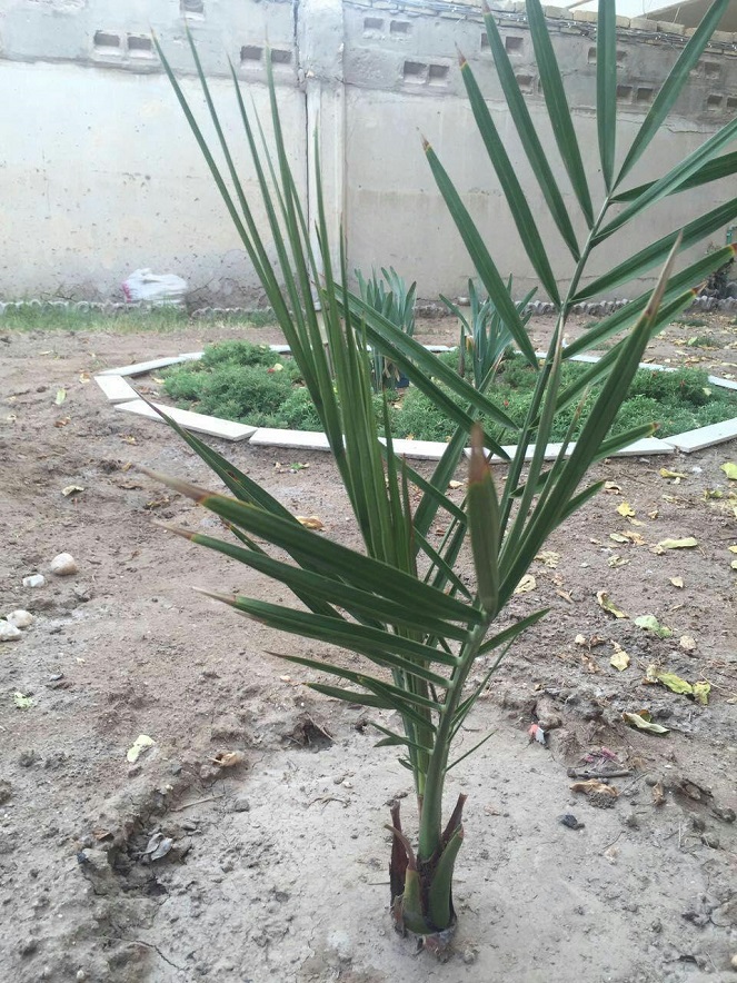 تشجير واجهة ميناء ام قصر