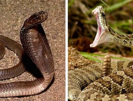 ثعبانان نادران يعرقلان افتتاح مشروع تكلفته 11.7 مليار دولار